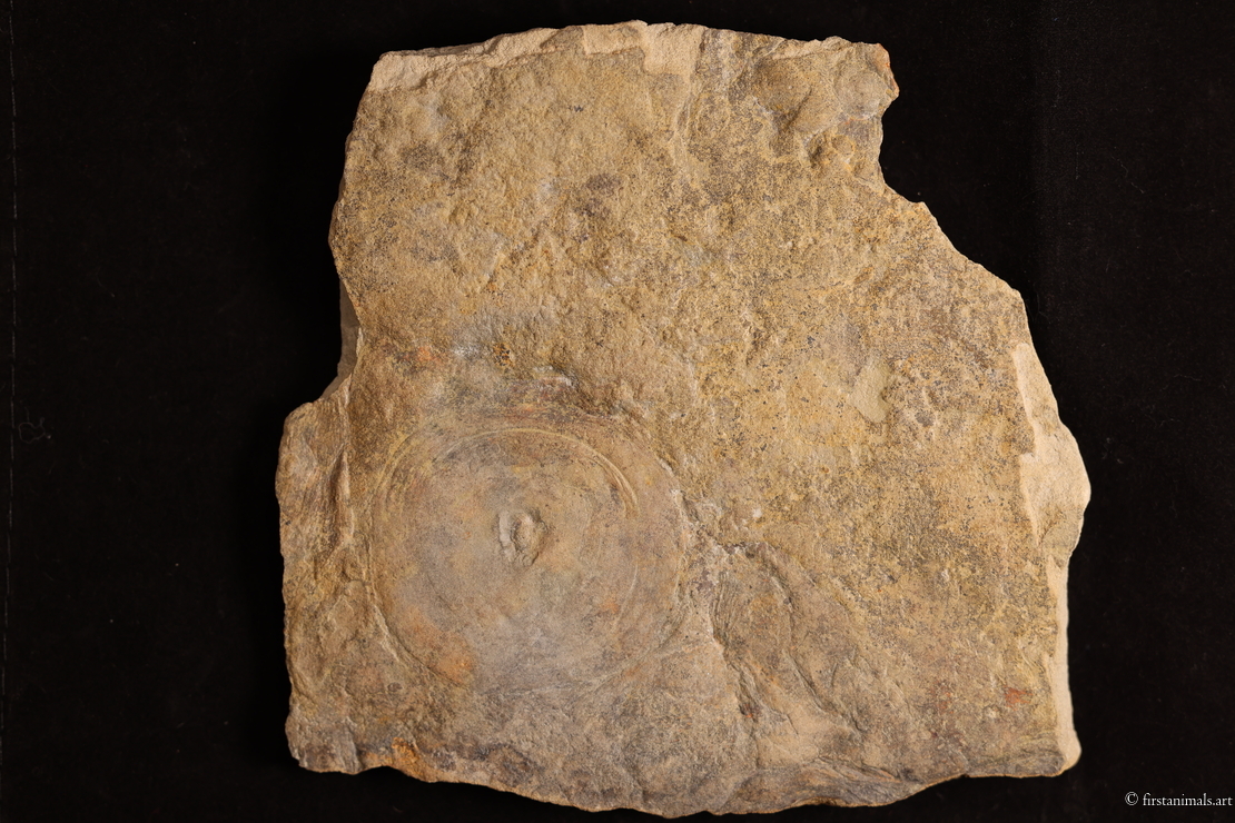 Cyclomedusa cerebrina