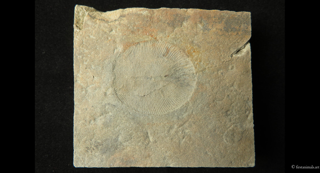 Dickinsonia costata