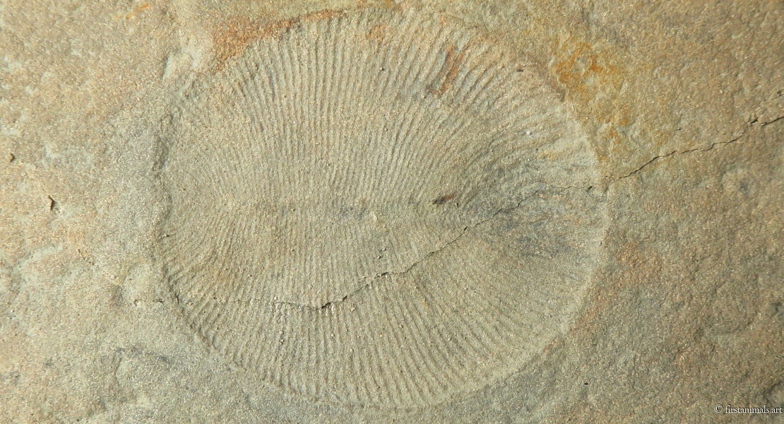 Dickinsonia costata