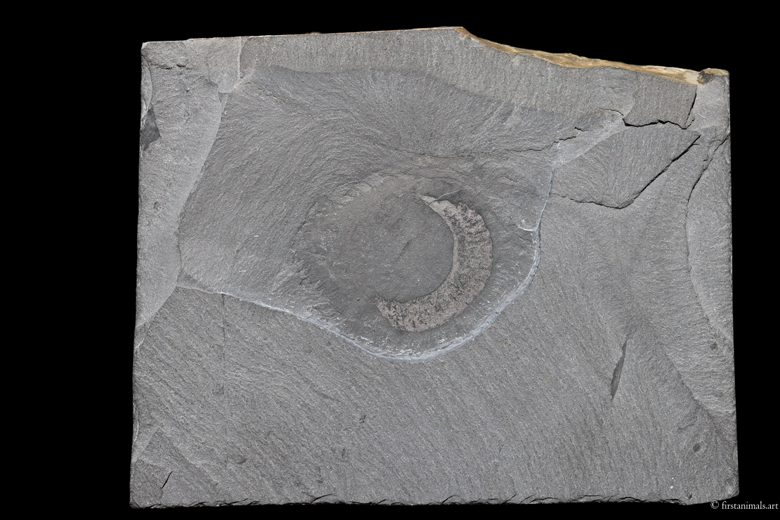 Eldonia ludwigii