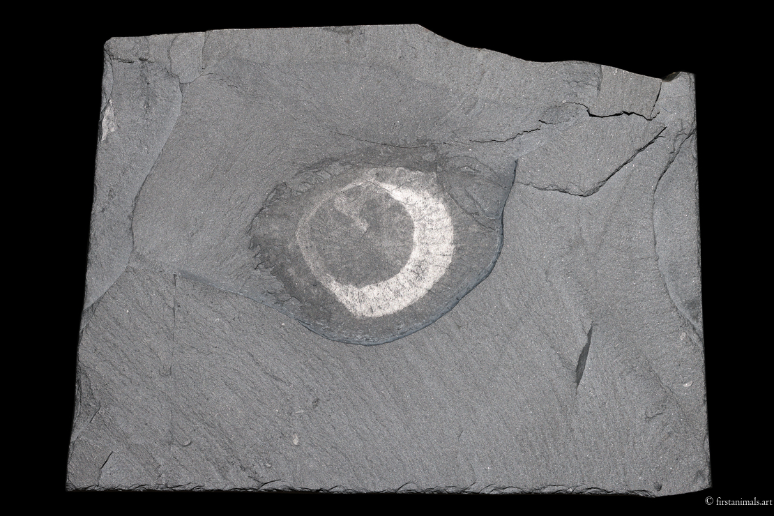 Eldonia ludwigii