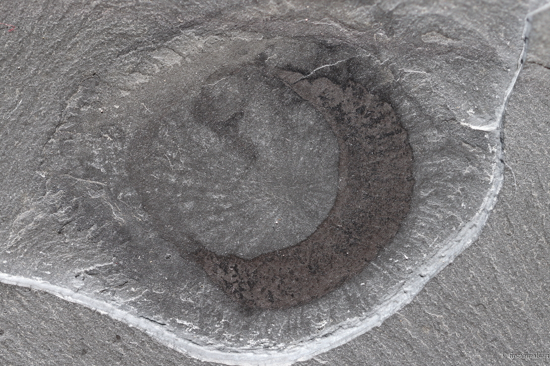 Eldonia ludwigii