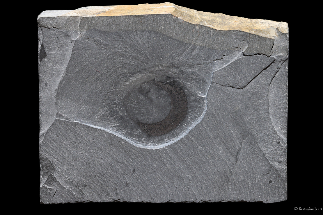 Eldonia ludwigii