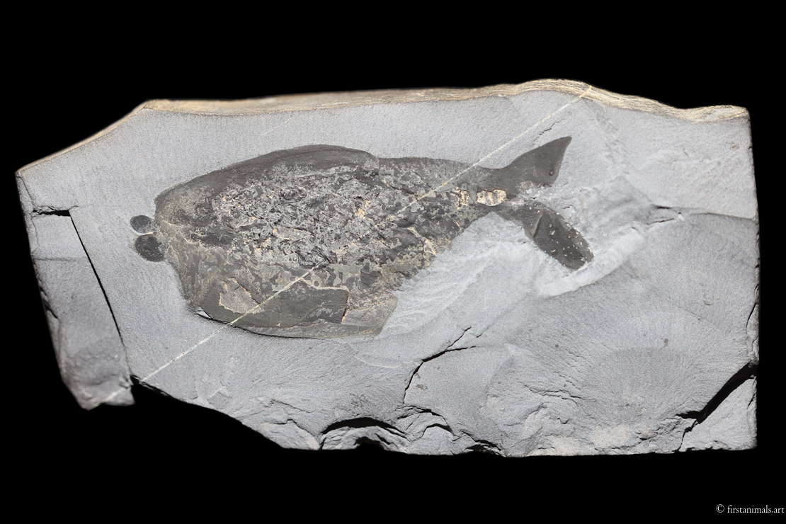 Odaraia alata