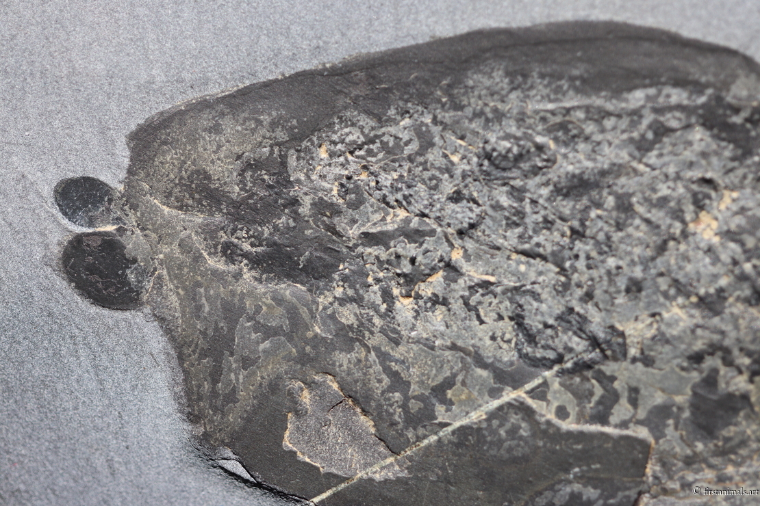 Odaraia alata