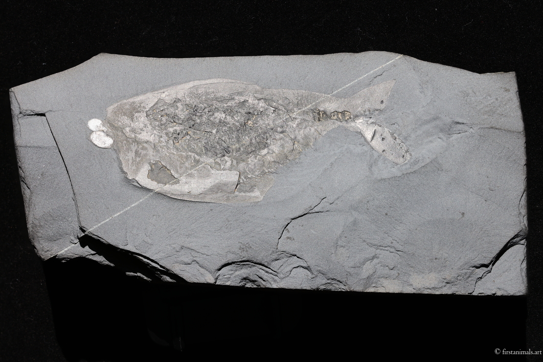 Odaraia alata