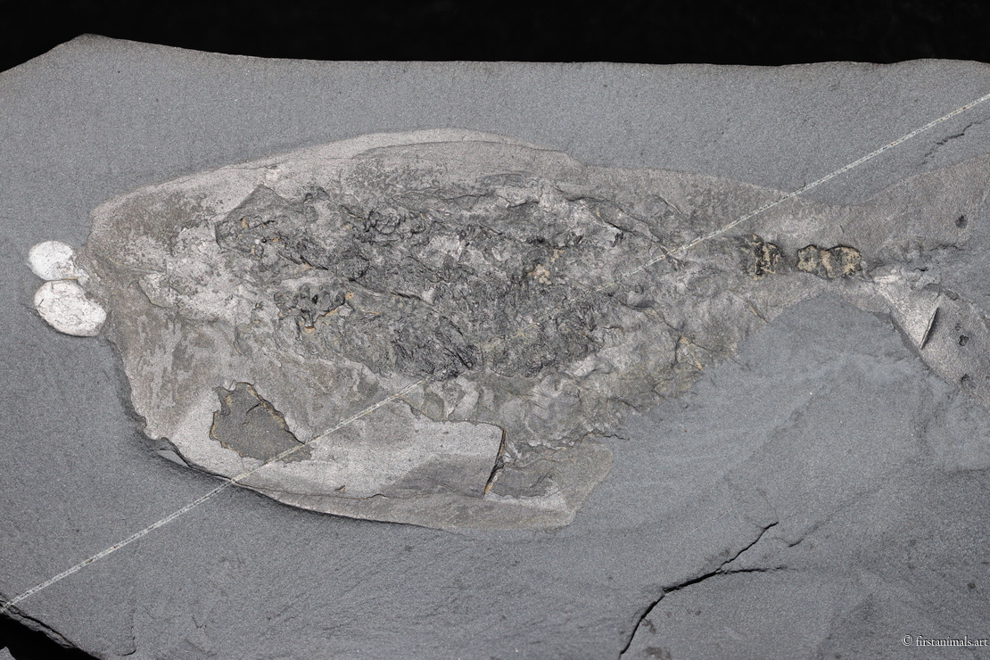 Odaraia alata