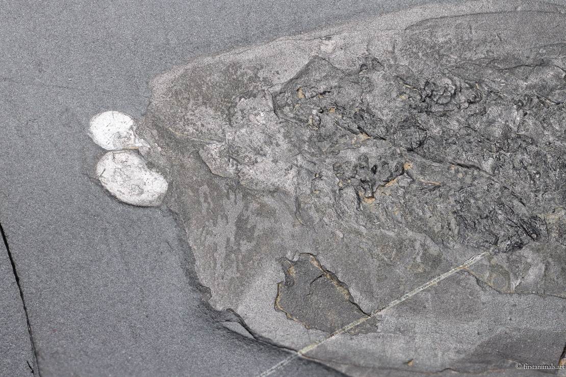 Odaraia alata