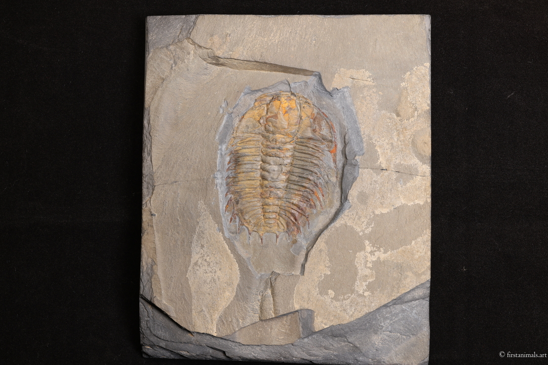 Olenoides serratus