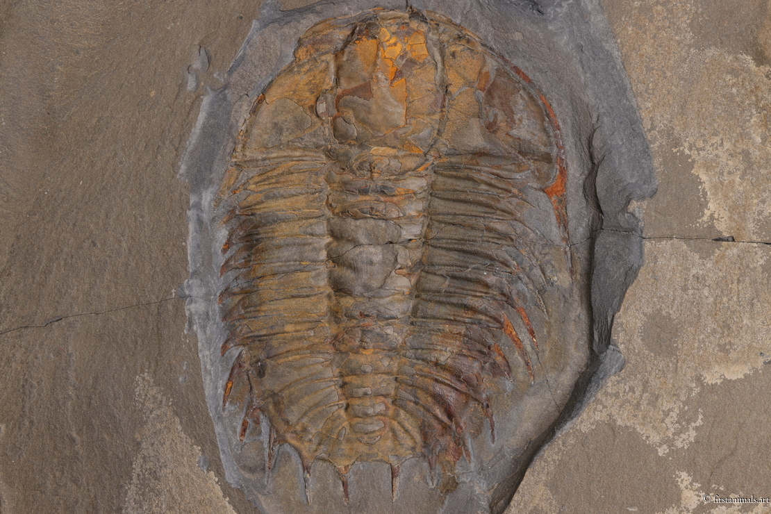 Olenoides serratus