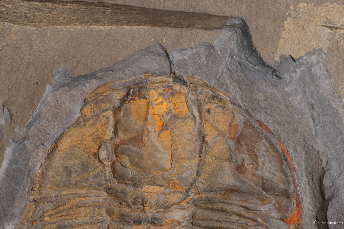 Olenoides serratus