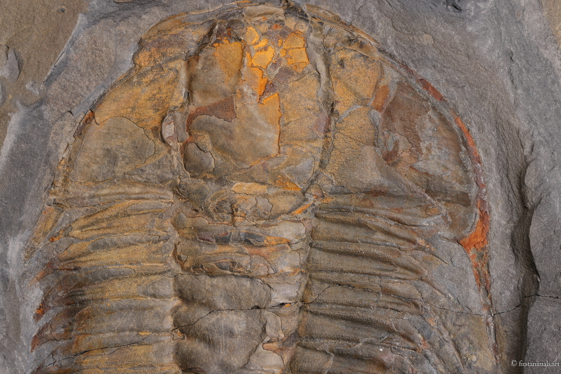 Olenoides serratus