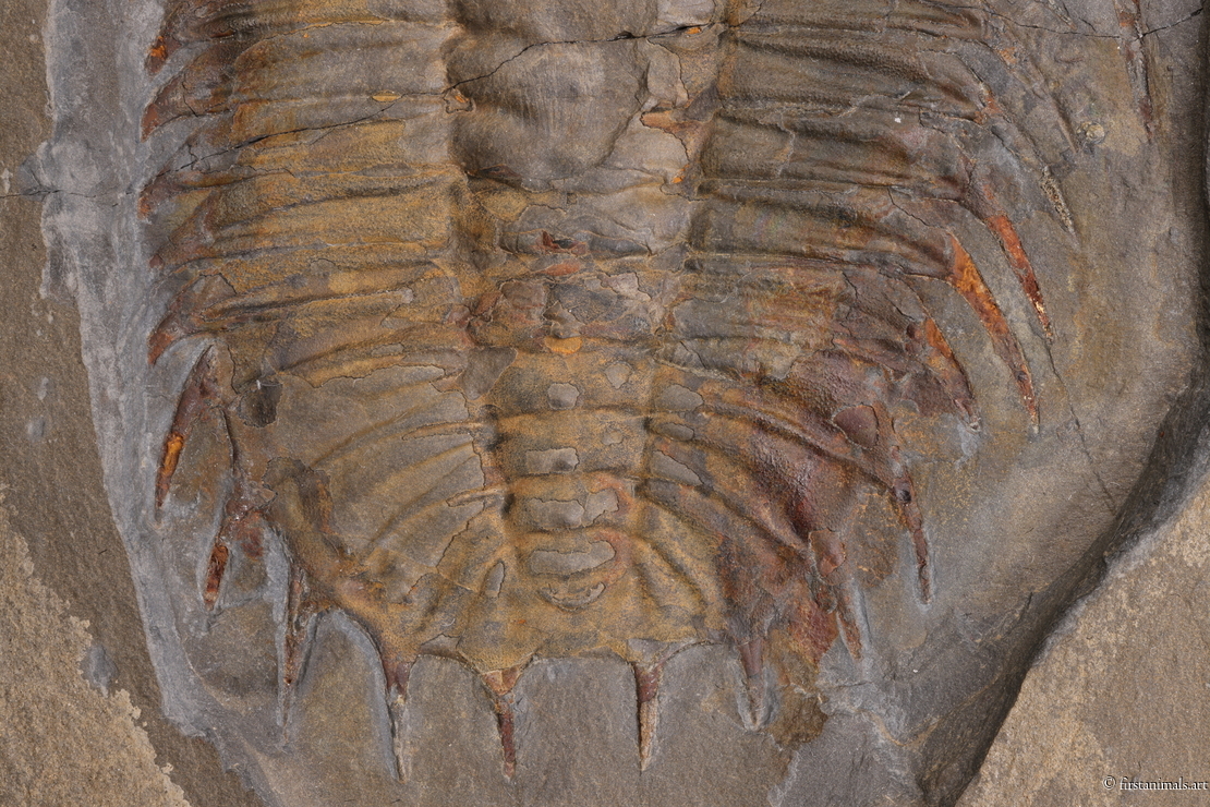 Olenoides serratus