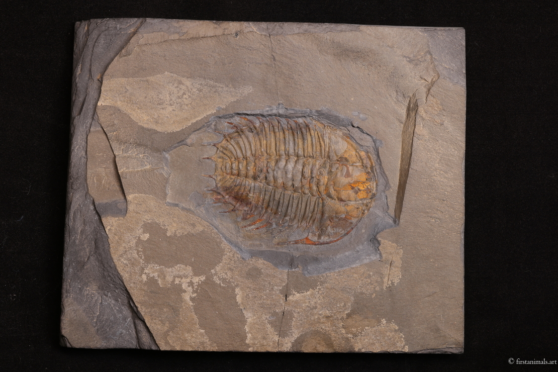 Olenoides serratus