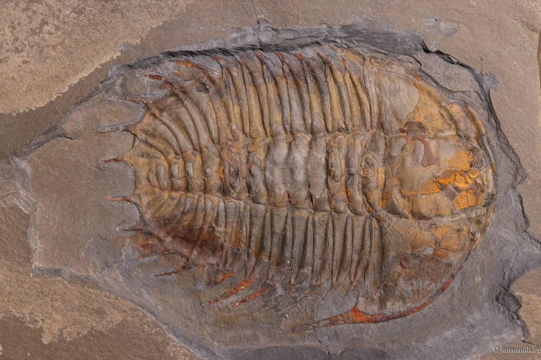 Olenoides serratus