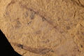 Amplectobelua sp