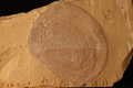 Branchiocaris yunnanensis