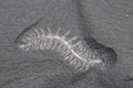 Burgessochaeta setigera