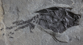 Coccosteus sp