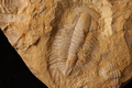 Drepanuroides latilimbata