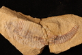 Fuxianhuia sp