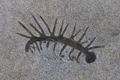 Hallucigenia sparsa