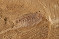 Leanchoilia sp