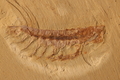 Leanchoilia sp