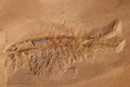 Leanchoilia sp