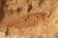 Leanchoilia sp