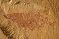 Leanchoilia sp