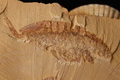 Leanchoilia sp