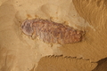 Leanchoilia illecebrosa