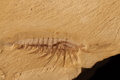 Leanchoilia sp