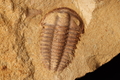 Malongocephalus sp