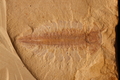 Misszhouia longicaudata