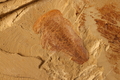 Misszhouia longicaudata