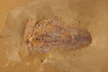 Misszhouiae longicaudata