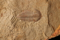 Palaeolenus sp