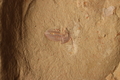 Palaeolenus sp