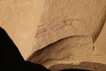 Parapeytoia sp