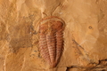 Yunnanocephalus sp