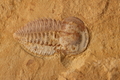 Yunnanocephalus sp