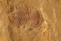 Yunnanocephalus sp